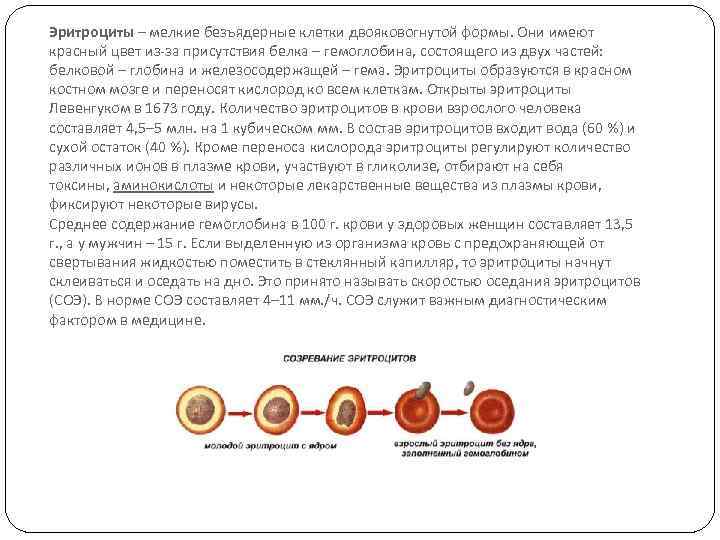 Эритроциты – мелкие безъядерные клетки двояковогнутой формы. Они имеют красный цвет из-за присутствия белка