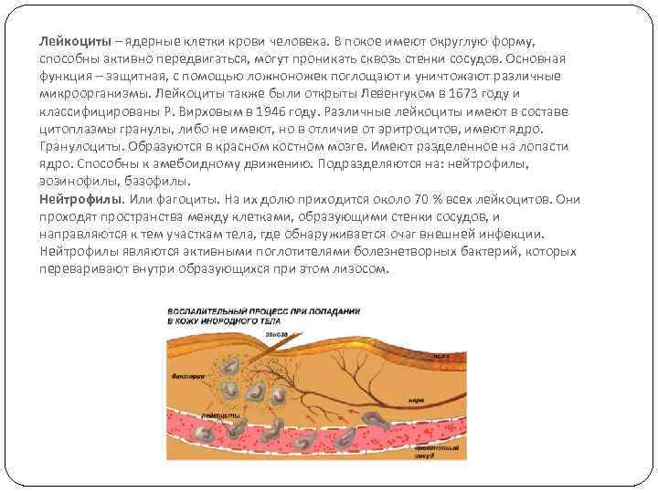 Лейкоциты – ядерные клетки крови человека. В покое имеют округлую форму, способны активно передвигаться,