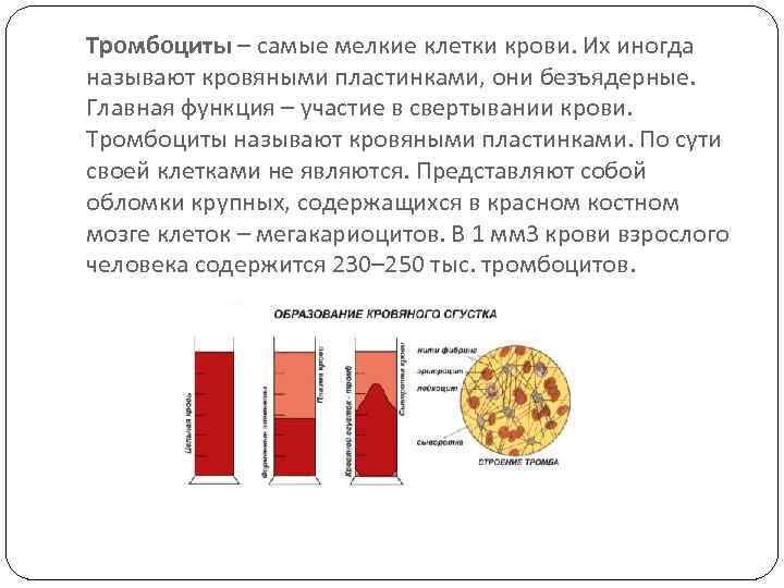 Тромбоциты – самые мелкие клетки крови. Их иногда называют кровяными пластинками, они безъядерные. Главная