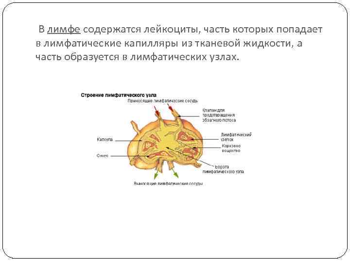  В лимфе содержатся лейкоциты, часть которых попадает в лимфатические капилляры из тканевой жидкости,