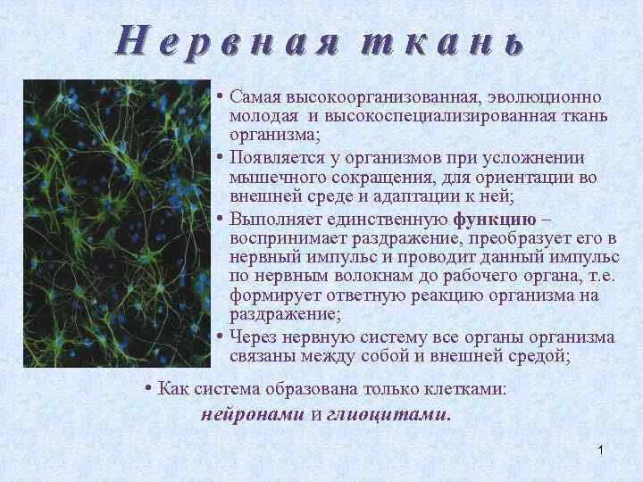 Нервная ткань • Самая высокоорганизованная, эволюционно молодая и высокоспециализированная ткань организма; • Появляется у