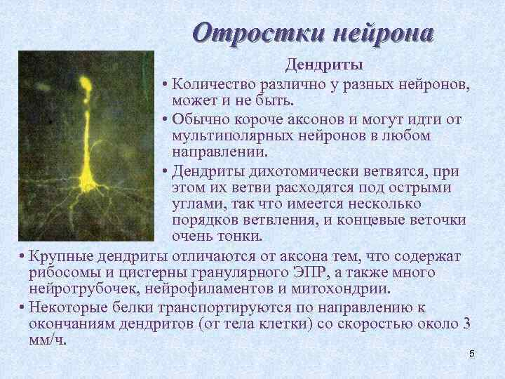 Отростки нейрона Дендриты • Количество различно у разных нейронов, может и не быть. •