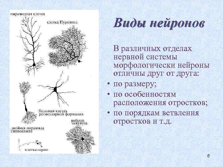 Виды нейронов В различных отделах нервной системы морфологически нейроны отличны друг от друга: •