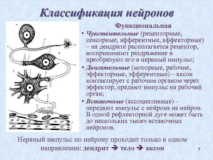 Классификация нейронов Функциональная • Чувствительные (рецепторные, сенсорные, афферентные, аффекторные) – на дендрите располагается рецептор,