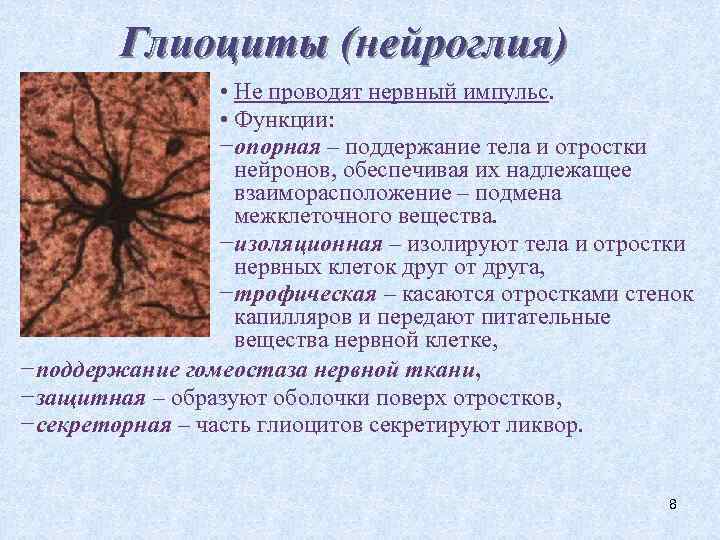 Глиоциты (нейроглия) • Не проводят нервный импульс. • Функции: −опорная – поддержание тела и