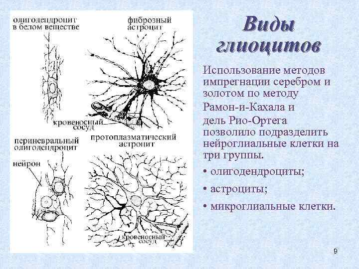 Виды глиоцитов Использование методов импрегнации серебром и золотом по методу Рамон-и-Кахала и дель Рио-Ортега