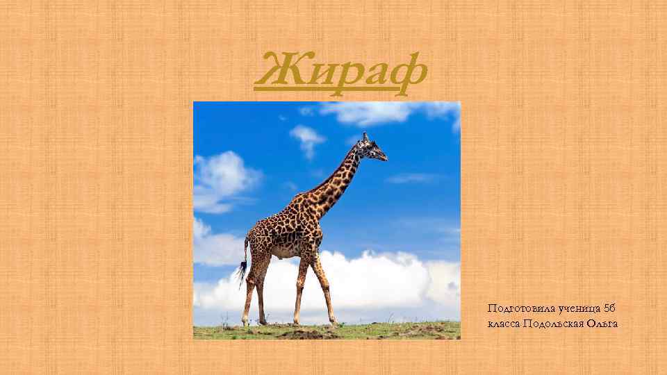 Жираф Подготовила ученица 5 б класса Подольская Ольга 
