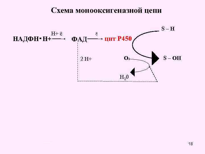 Схема монооксигеназной цепи Н+ ē НАДФН・Н+ ФАД 2 Н+ ē S–H цит Р 450