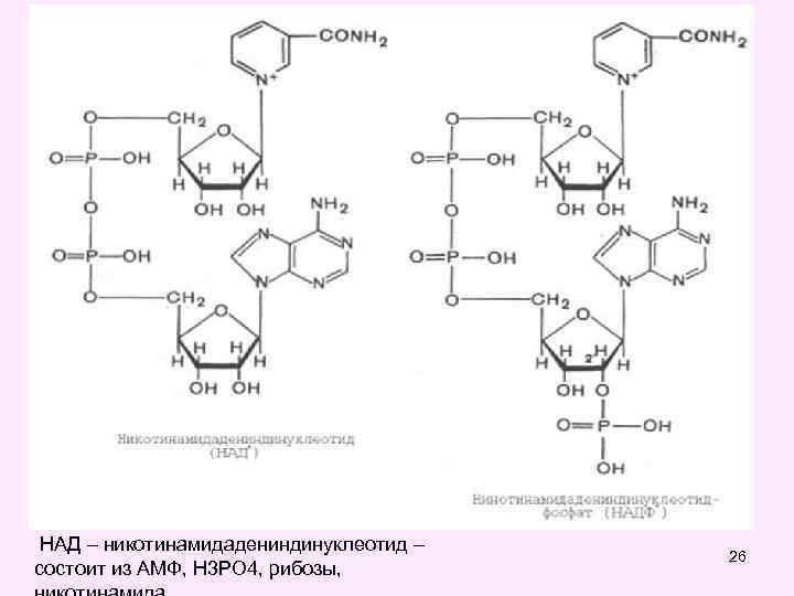  НАД – никотинамидадениндинуклеотид – состоит из АМФ, Н 3 РО 4, рибозы, 26