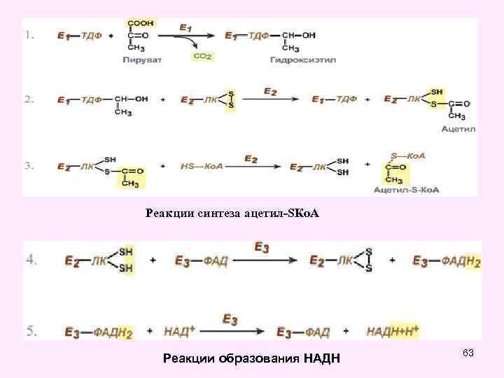 Реакции синтеза ацетил-SКо. А Реакции образования НАДН 63 