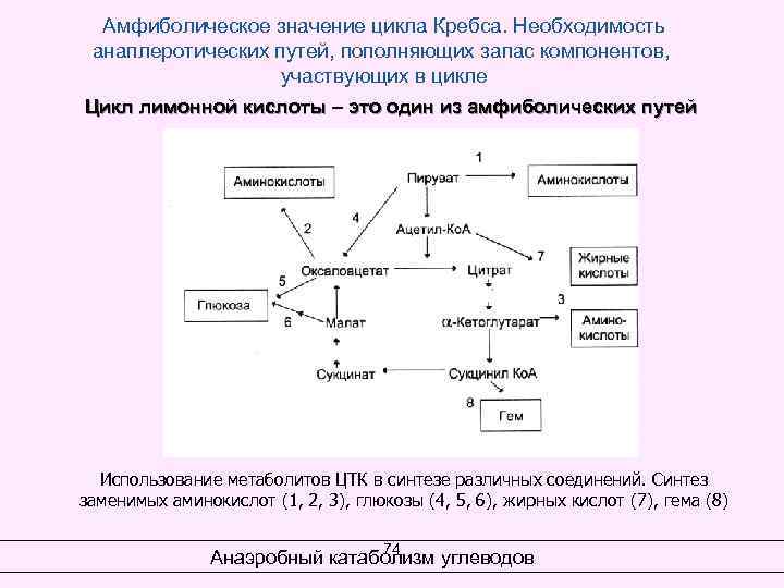  Амфиболическое значение цикла Кребса. Необходимость анаплеротических путей, пополняющих запас компонентов, участвующих в цикле