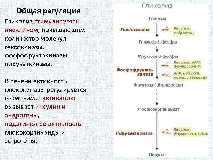 Общая регуляция Гликолиз стимулируется инсулином, повышающим количество молекул гексокиназы, фосфофруктокиназы, пируваткиназы. В печени активность