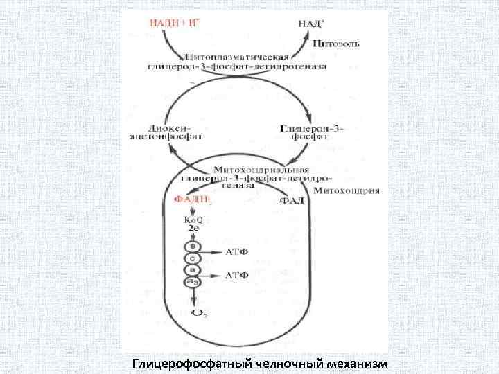 Схема глицерофосфатного челночного механизма