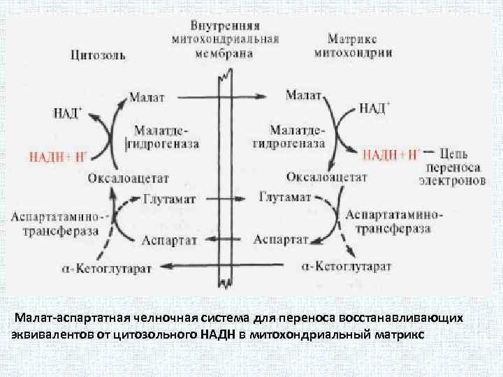 Схема глицерофосфатного челночного механизма