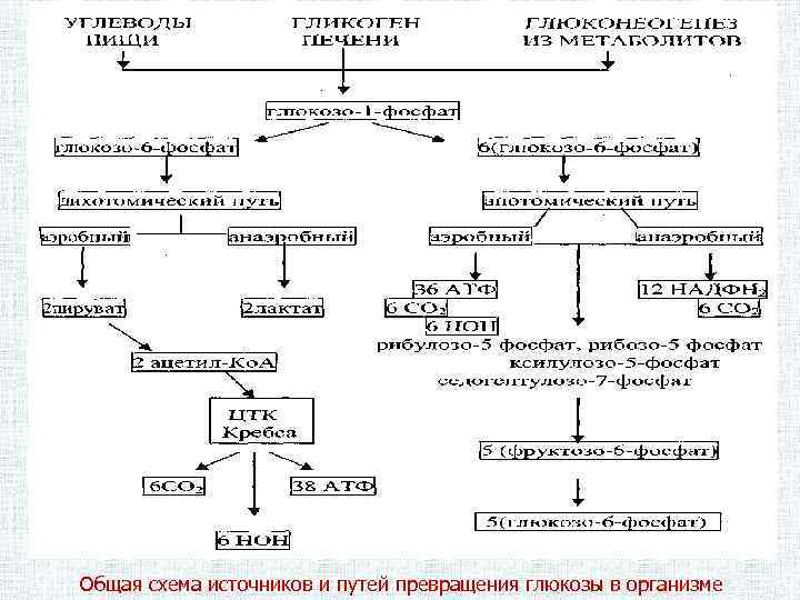 Схема обмена глюкозы в клетке