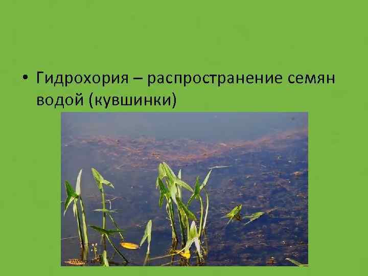 Растения распространение водой. Распространение семян с помощью воды. Распространение семян гидрохория. Растения распространяемые водой. Растения которые распространяются с помощью воды.