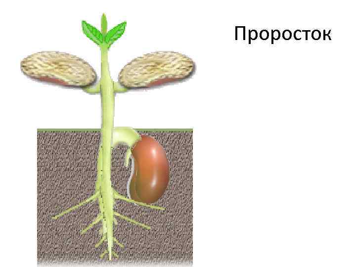 Гипокотиль у растений