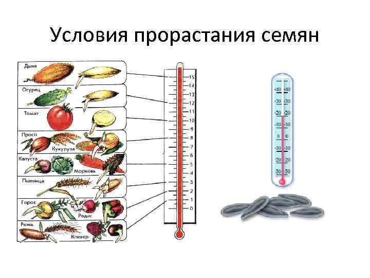 Условия прорастания семян 