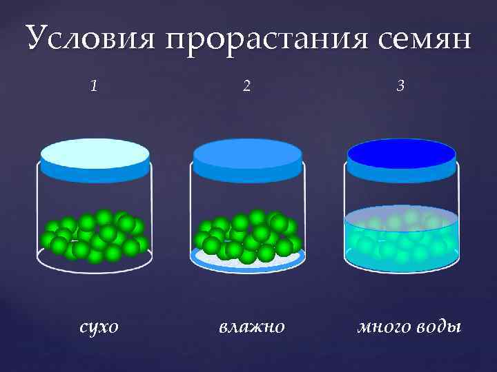 Условия прорастания семян 1 сухо 2 влажно 3 много воды 