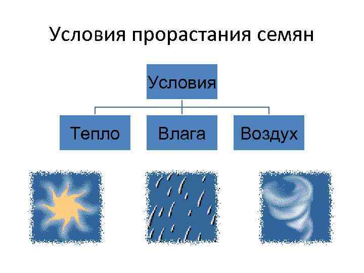 Условия прорастания семян Условия Тепло Влага Воздух 