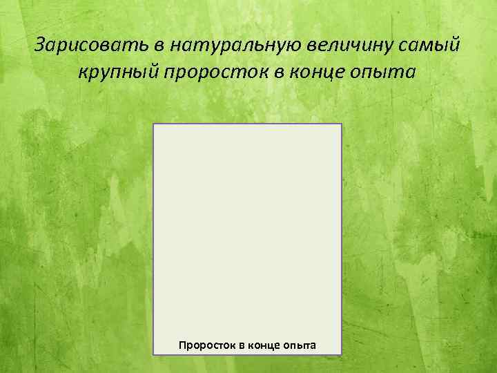 Зарисовать в натуральную величину самый крупный проросток в конце опыта Проросток в конце опыта