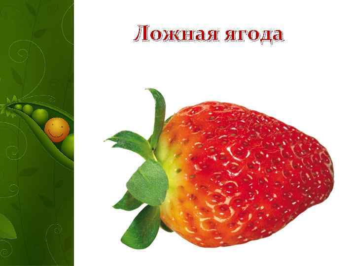 Ложная ягода 