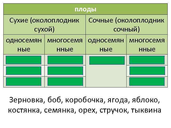 плоды Сухие (околоплодник Сочные (околоплодник сухой) сочный) односемян многосемя ные нные зерновка боб костянка