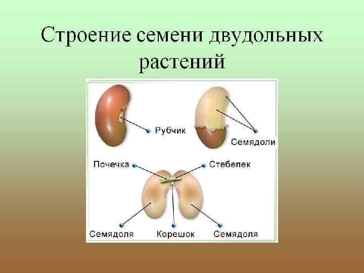 Строение двудольных растений. Двудольные семена фасоли. Строение двудольного семени фасоли. Двудольные семена строение. Семя двудольного растения фасоли.