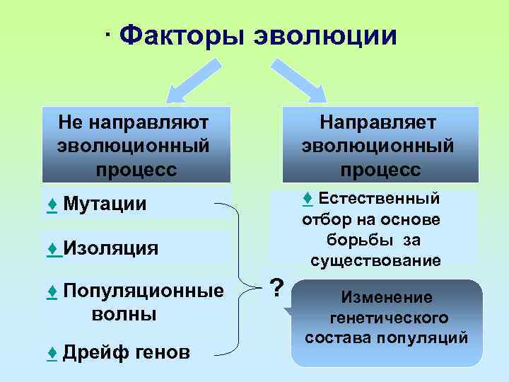 ∙ Факторы эволюции Не направляют эволюционный процесс Направляет эволюционный процесс ♦ Естественный ♦ Мутации