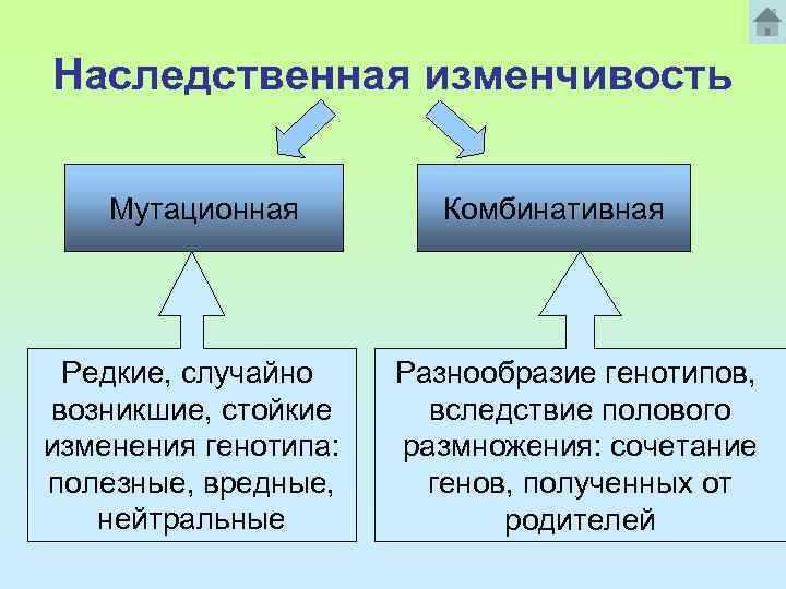 Наследственная изменчивость Мутационная Редкие, случайно возникшие, стойкие изменения генотипа: полезные, вредные, нейтральные Комбинативная Разнообразие