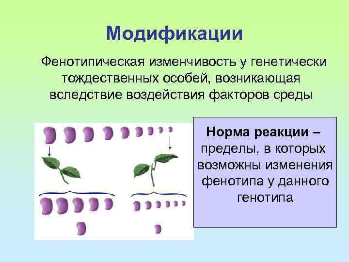 Модификации Фенотипическая изменчивость у генетически тождественных особей, возникающая вследствие воздействия факторов среды Норма реакции