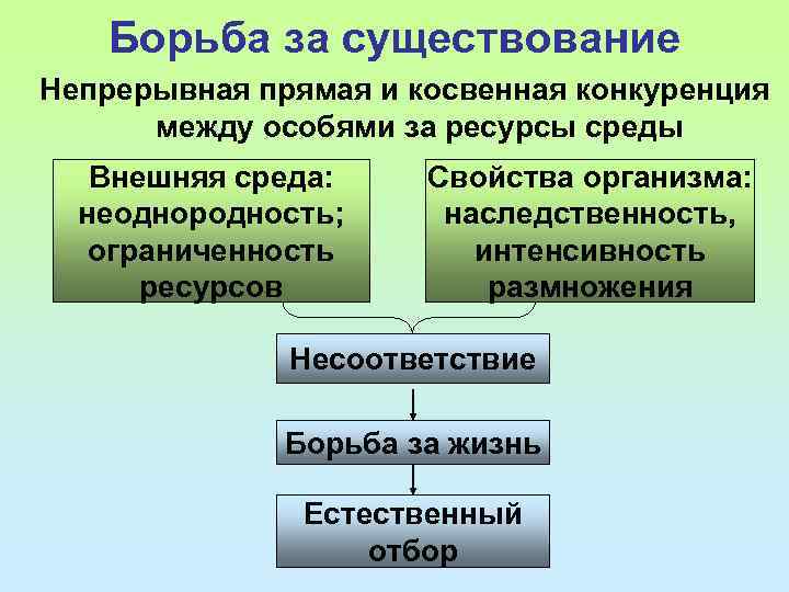 Борьба за существование Непрерывная прямая и косвенная конкуренция между особями за ресурсы среды Внешняя