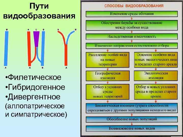 Пути видообразования • Филетическое • Гибридогенное • Дивергентное (аллопатрическое и симпатрическое) 