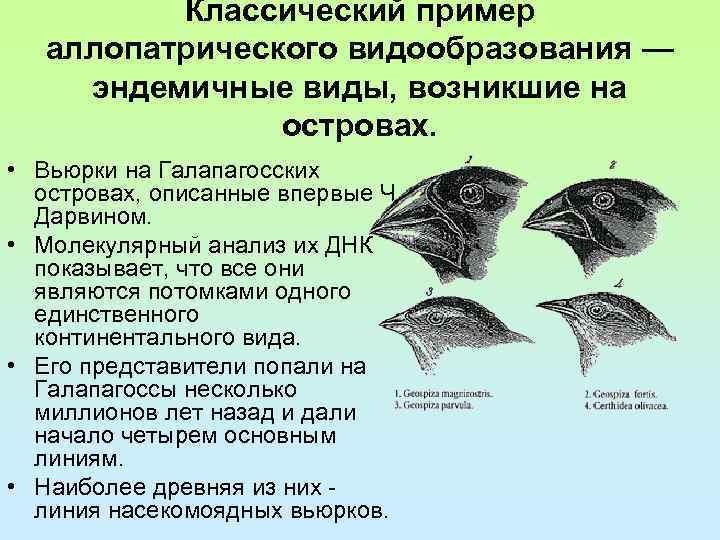 Классический пример аллопатрического видообразования — эндемичные виды, возникшие на островах. • Вьюрки на Галапагосских