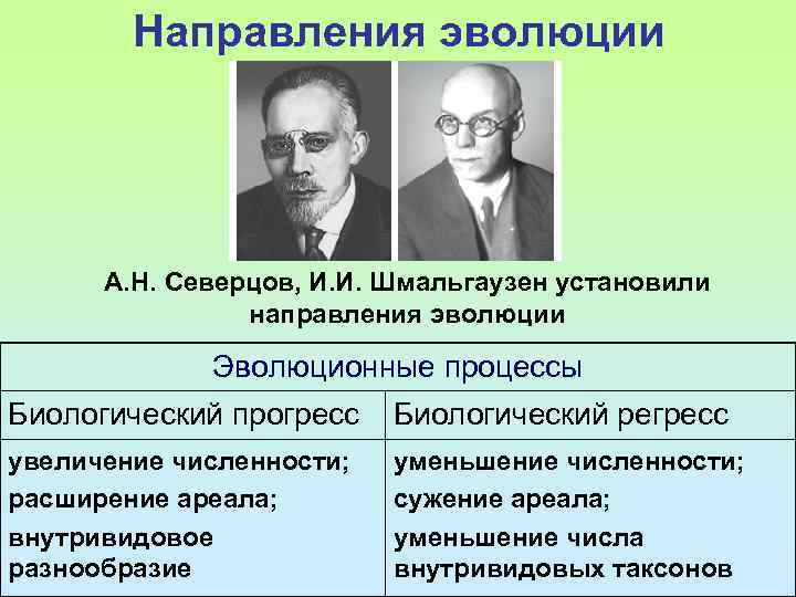 Направления эволюции А. Н. Северцов, И. И. Шмальгаузен установили направления эволюции Эволюционные процессы Биологический