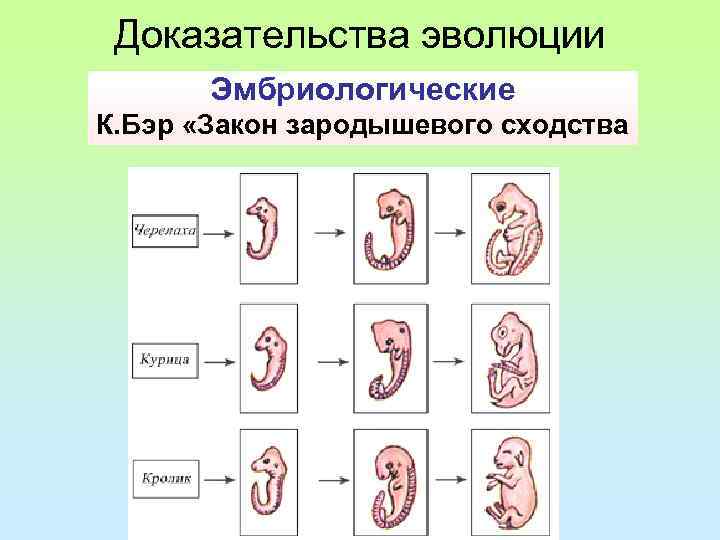 Доказательства эволюции Эмбриологические К. Бэр «Закон зародышевого сходства 