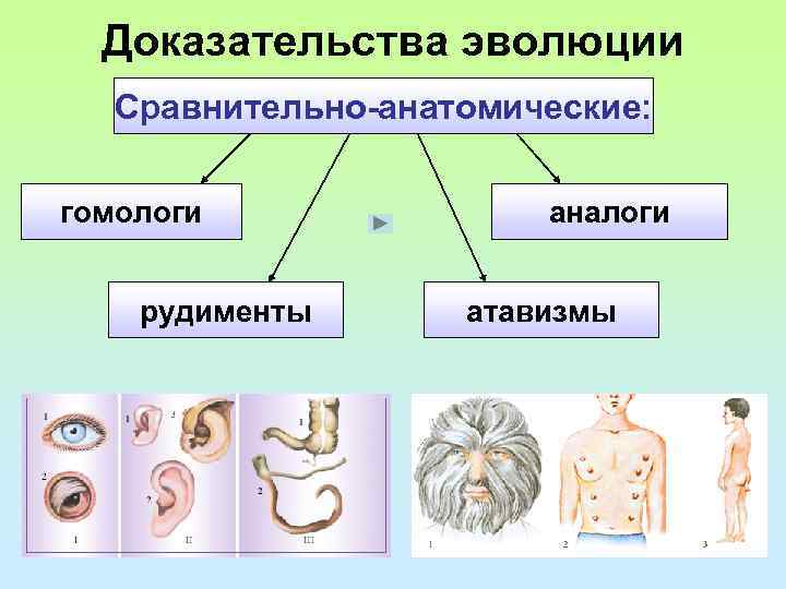 Доказательства эволюции Сравнительно-анатомические: гомологи рудименты аналоги атавизмы 