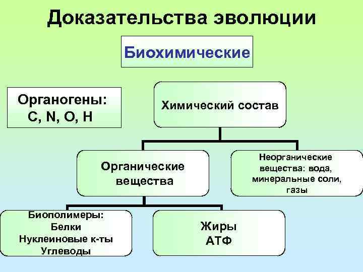 Доказательства эволюции Биохимические Органогены: C, N, O, H Химический состав Неорганические вещества: вода, минеральные