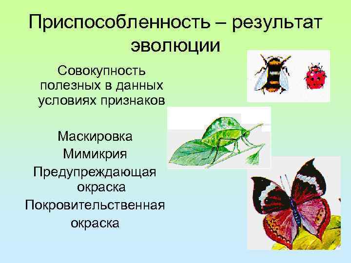 Приспособленность – результат эволюции Совокупность полезных в данных условиях признаков Маскировка Мимикрия Предупреждающая окраска