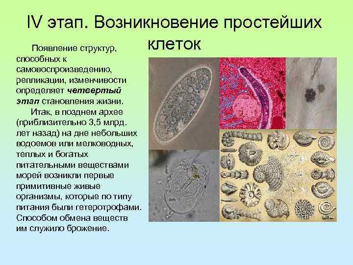 Первые организмы появились