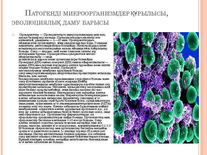  ПАТОГЕНДІ МИКРООРГАНИЗМДЕР ҚҰРЫЛЫСЫ, ЭВОЛЮЦИЯЛЫҚ ДАМУ БАРЫСЫ Прокариоттар — Прокариоттарға микроорганизмдер мен көкжасыл балдырлар