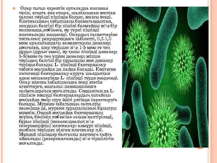  Олар тығыз қоректік орталарда колония түзіп, агарға ене отыра, шалқасынан жатқан қалпақ тәрізді