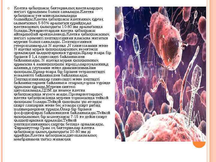  Клетка қабықшасы бактериялық клеткалардың негізгі құрылымы болып саналады. Клетка қабықшасы тек микоплазмаларда болмайды.