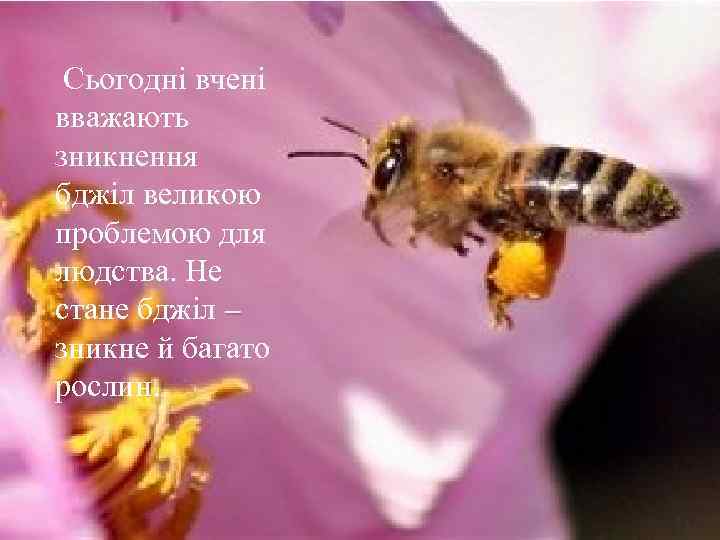  Сьогодні вчені вважають зникнення бджіл великою проблемою для людства. Не стане бджіл –