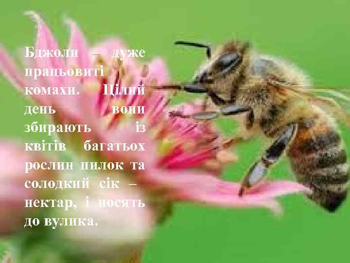 Бджоли – дуже працьовиті комахи. Цілий день вони збирають із квітів багатьох рослин пилок