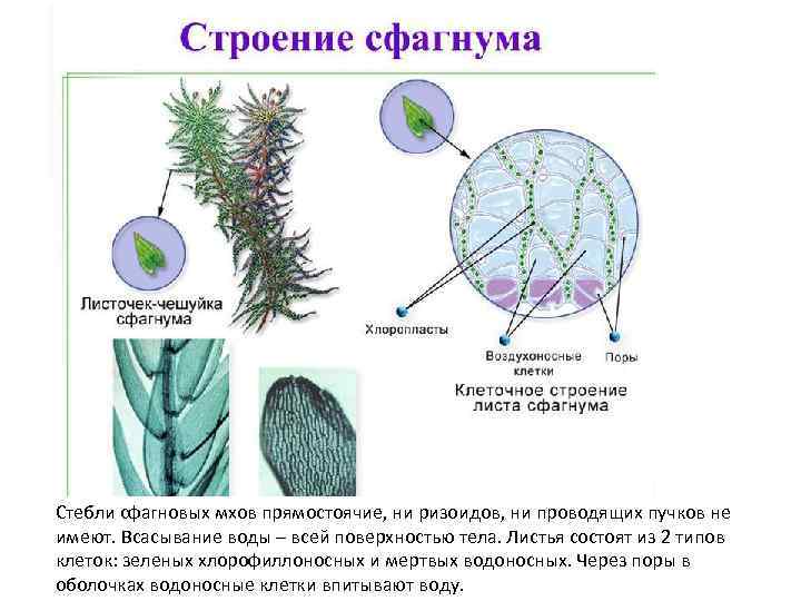 Стебли сфагновых мхов прямостоячие, ни ризоидов, ни проводящих пучков не имеют. Всасывание воды –