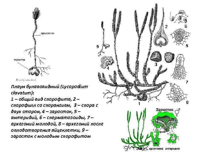 Плаун булавовидный (Lycopodium clavatum): 1 – общий вид спорофита, 2 – спорофилл со спорангием,