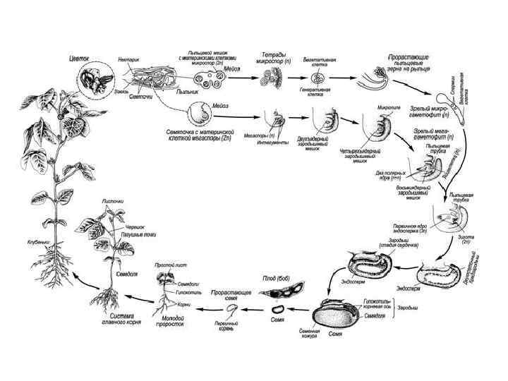 При делении жизненного цикла овощных растений онтогенез. Цикл развития цветковых схема. Жизненный цикл цветковых растений схема. Цикл развития цветкового растения схема. Жизненный цикл покрытосеменных растений схема.