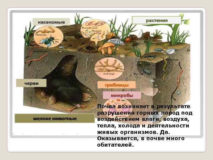 Почва возникает в результате разрушения горных пород под воздействием влаги, воздуха, тепла, холода и