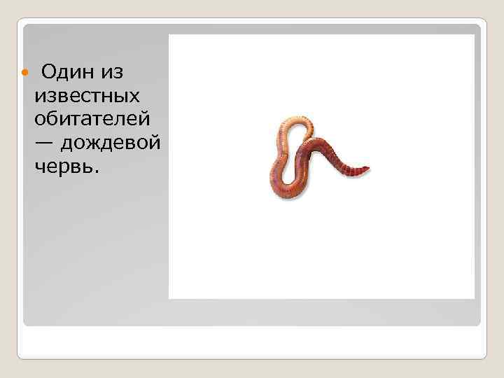  Один из известных обитателей — дождевой червь. 